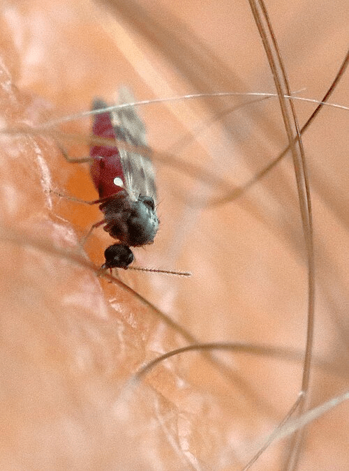 Biting_Midge_on_skin Image of Biting Midge that is known to carry Oropouche Virus