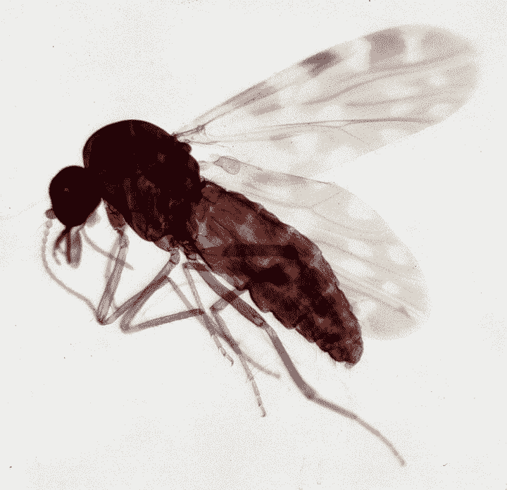 Culicoides_female_biting_midge-transformed Oropouche Virus Vector