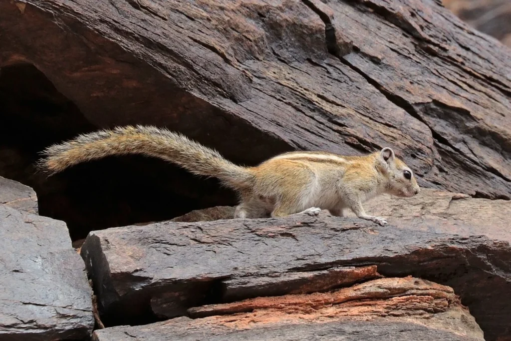rope_squirrel Congo rope squirrel Funisciurus congicus close relative of Thomas's rope squirrel primary mpox virus reservoir